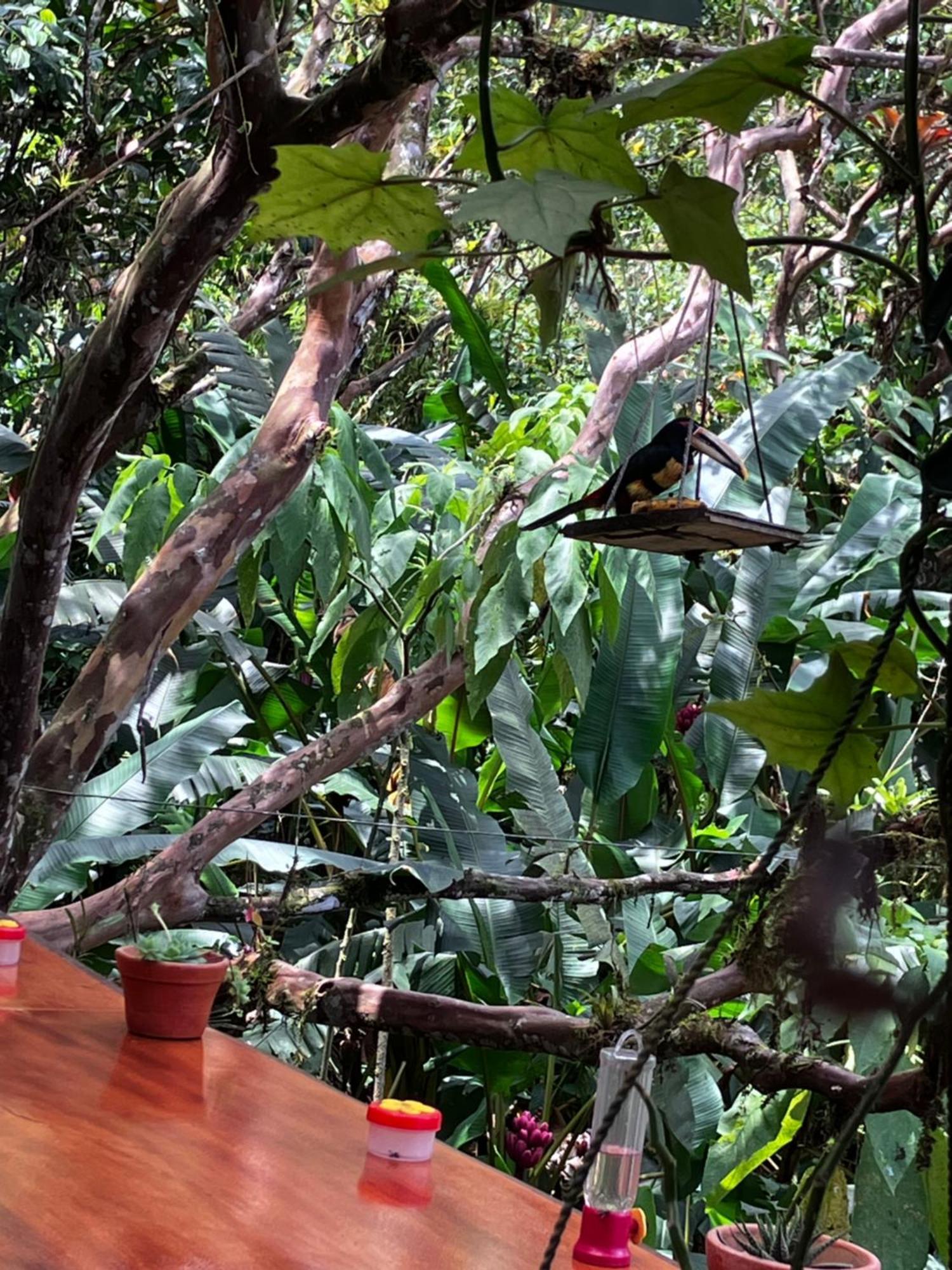 Casa Del Rio En Mindo Bed & Breakfast Ngoại thất bức ảnh