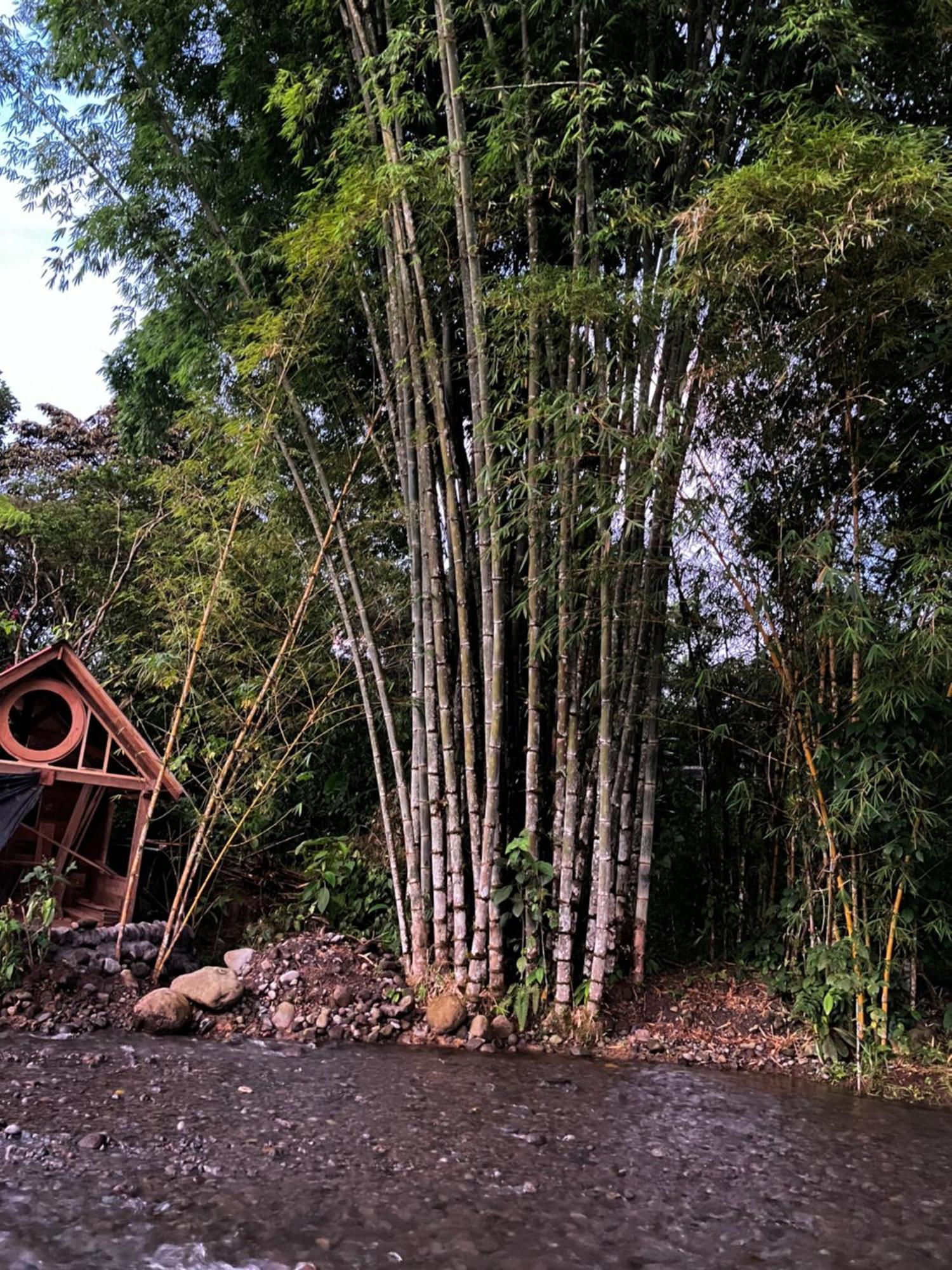 Casa Del Rio En Mindo Bed & Breakfast Ngoại thất bức ảnh